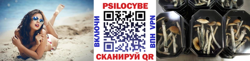 как найти наркотики  Шахунья  Галлюциногенные грибы мицелий 